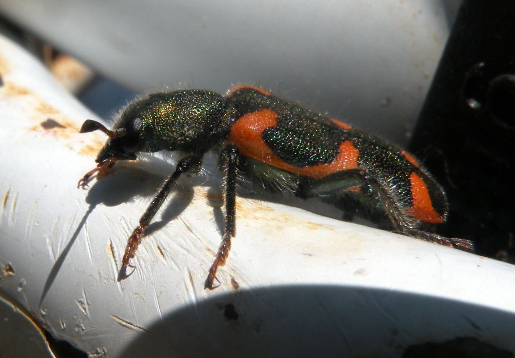 Un Trichodes dalla Grecia: T. punctatus (cf.)